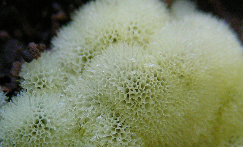 Ceratiomyxa poroides.